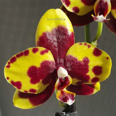 Орхидея арлекин фото