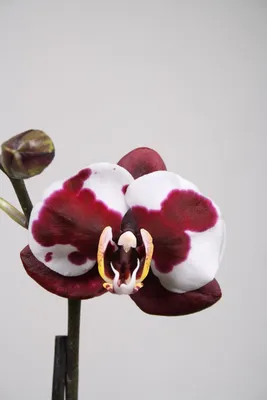 Орхидея Phal. Elegant Harlequin - купить, доставка Украина