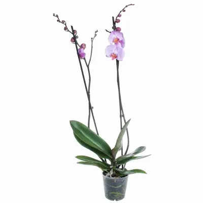 Арлекин | Exotische bloemen, Orchidee, Orchidaceae