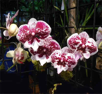 Орхидея Phalaenopsis, multiflora