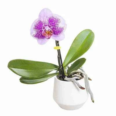 Phal. Fire Dreams / Орхидеи