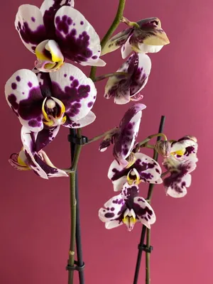 Phalaenopsis Стоковые фотографии, картинки, все без лицензионных отчислений  - Envato Elements