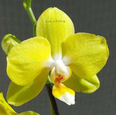 Phal. OX Little Prince / Орхидеи