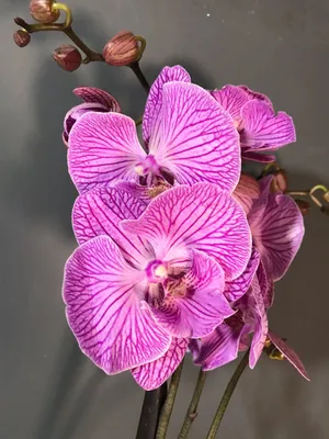 Орхидея Phalaenopsis