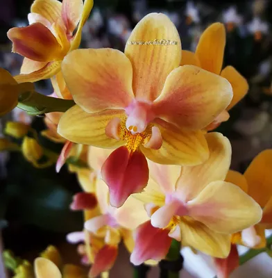 Орхидея Phalaenopsis Fidelio