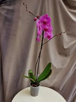 Орхидея Phalaenopsis