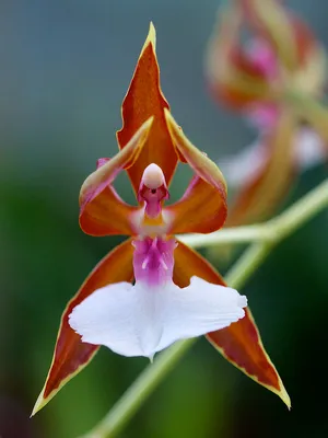 Орхидея балерина фото фотографии