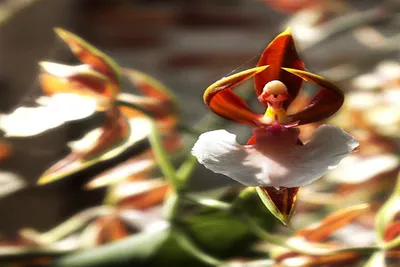 Bizarre Орхидеи Балерина Орхидеи — стоковые фотографии и другие картинки  Орхидея - Орхидея, Азия, Артист балета - iStock