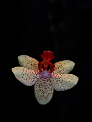 Орхидея балерина - красивые фото
