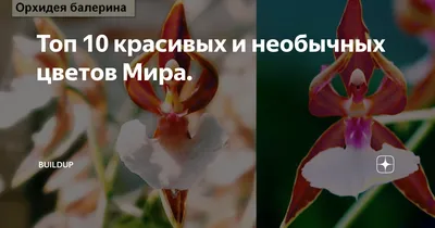 Орхидея балерина цветок - 70 фото