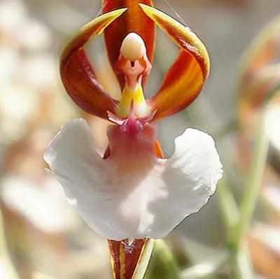 Орхидеи необычной и удивительной формы