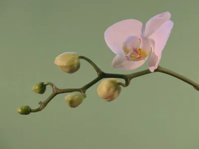 Орхидея голубь (39 фото) - 39 фото