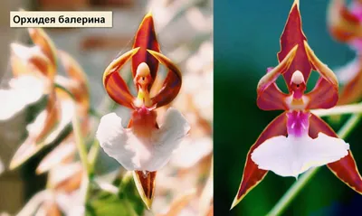 Орхидея - балерина, цветоносный побег из точки роста - YouTube