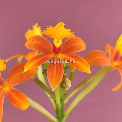 Цветущая ветвь орхидеи фелинопсис …» — создано в Шедевруме