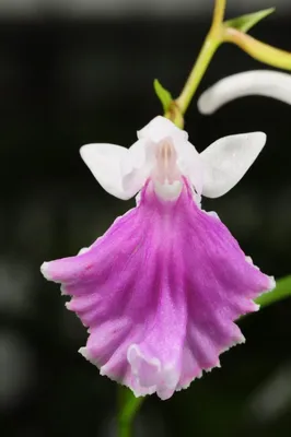 Фото «орхидея Балерина» из фотогалереи «Без названия» отель «Bali Tropic  Resort