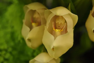 Красивые орхидеи. «Орхидея-балерина» - My Blog