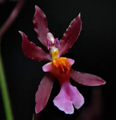 Орхидея балерина - красивые фото