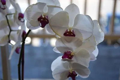 Орхидея балерина - 71 фото