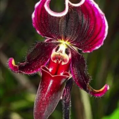 Балерина орхидеи иллюстрация штока. иллюстрации насчитывающей цветок -  57373560