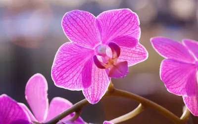 Эпидендрум укореняющийся (Epidendrum radicans) Тайвань Каталог орхидей -  фаленопсисов, каттлей, ванд, дендробиумов со всего мира от интернет  магазина Ангелок