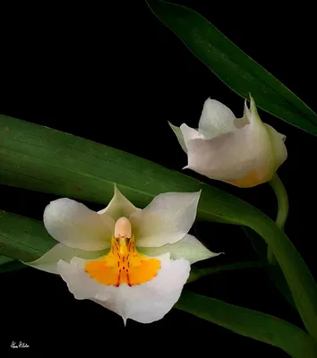 Орхидея балерина - 71 фото