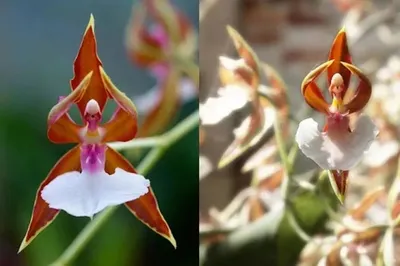Орхидея балерина цветок - 70 фото