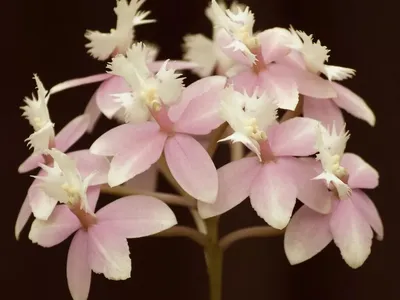 Цимбидиум (Cymbidium Ballerina) Каталог орхидей - фаленопсисов, каттлей,  ванд, дендробиумов со всего мира от интернет магазина Ангелок