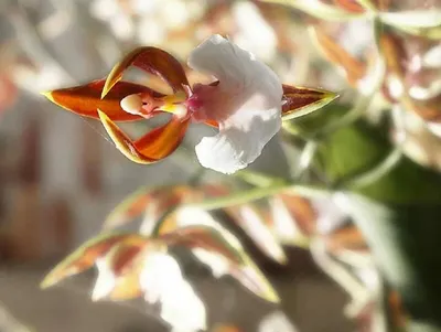 Самая большая орхидея в мире - 65 фото