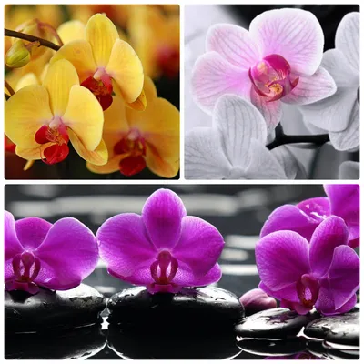 Перистерия Орхидея - 62 фото