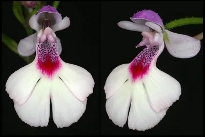 Орхидея балерина - фото и картинки: 66 штук