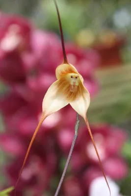 Цветы дикая орхидея - 59 фото