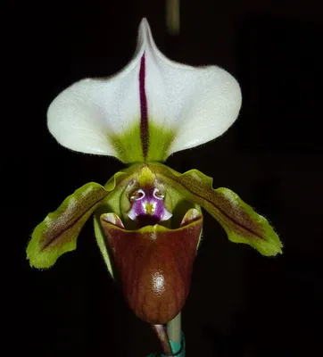 Орхидея солнечная голубка - 70 фото