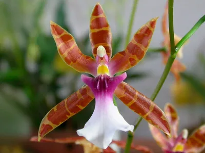 Disperis macowanii | Purple plants, Beautiful orchids, Orchids