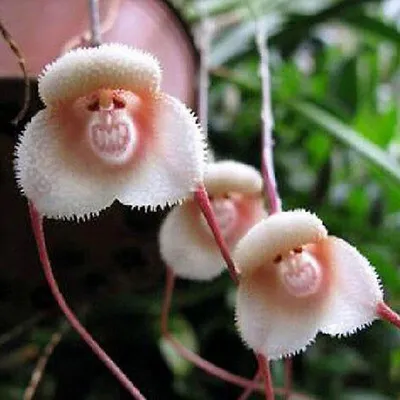 Орхидея самая редкая - 77 фото