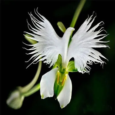 На что похож этот цветок?! ⁉️ Орхидея-балерина (Caladenia Melanema) это  маленькая малоприметная.. | ВКонтакте