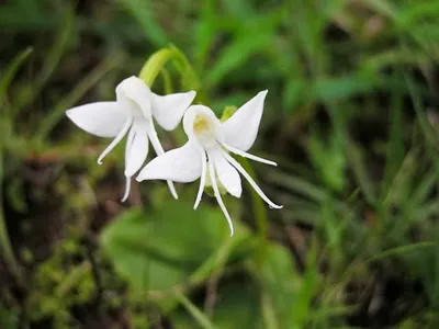 Самые редкие виды орхидей - 71 фото