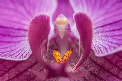 Орхидея с лицом обезьяны - 72 фото