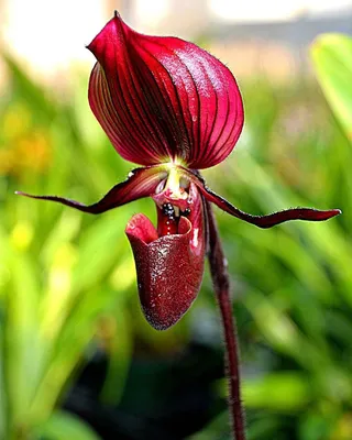 Орхидея балерина цветок - фото и картинки: 60 штук