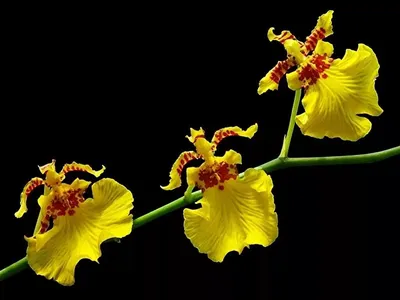 Орхидея паукообразная - 77 фото