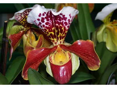 Орхидея башмачок фото фотографии