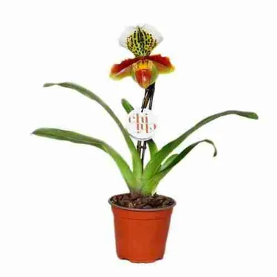 Экзотическое растение \"Орхидея Венерин башмачок\" купить по низкой цене | \" Орхидея Венерин башмачок\" в интернет-магазине kashpo.store