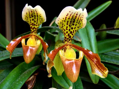 Lycaste Orchid Shop - Немного интересной истории Пафиопедилумов: Среди всех орхидей  башмачки являются, без сомнения, самыми узнаваемыми. Даже не специалист,  взглянув на характерную «туфельку», скажет, что перед вами венерин башмачок.  Самый большой