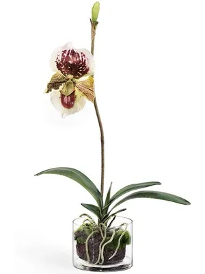 Отзыв о Орхидея Пафиопедилум \"Венерин башмачок\" | невероятно красивый, и  легкий в уходе (Пафиопедилум paph. venustum x paph. tranlienianum)