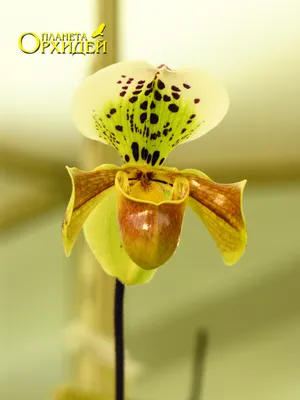 Орхидеи / Орхидея Венерин башмачок: уход
