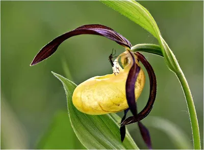 Орхидея Венерин башмачок.» — создано в Шедевруме