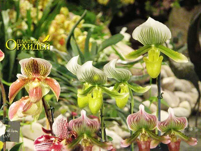Выращивание орхидеи Башмачок (Пафиопедилум/Paphiopedilum) в домашних  условиях.