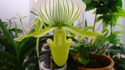 Купить Орхидея Венерин Башмачок бургундия, белый/лайм в стекле с мхом,  корнями, землёй (искусственная) Treez Collection (Орхидеи искусственные)