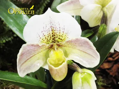 Зимостойкие венерины башмачки – восхитительные орхидеи для вашего сада | В  цветнике (Огород.ru)