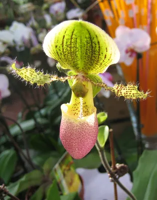 Правильное выращивание орхидеи Венерин башмачок в домашних условиях. -  YouTube