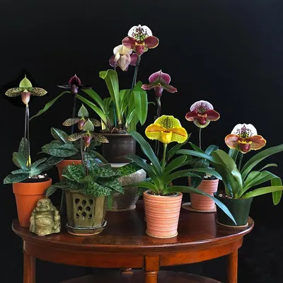 Орхидея башмак пафиопедилум - уход и пересадка в домашних условиях.